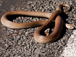 snake season warning