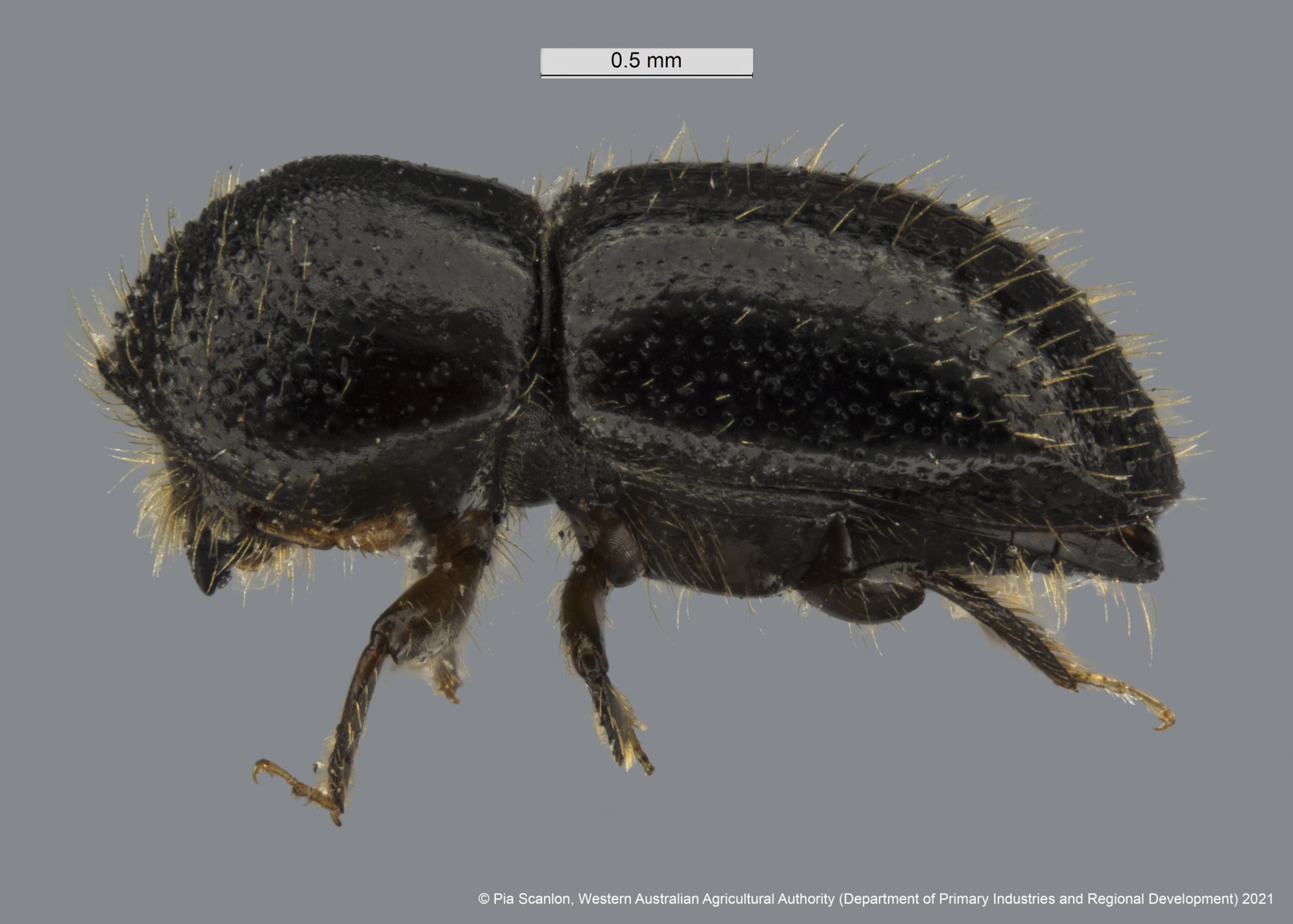 Euwallacea fornicatus lateral female-Polyphagous Shot Hole Borer, © Pia Scanlon, Western Australian Agricultural Authority (Department of Primary Industries and Regional Development) 2021