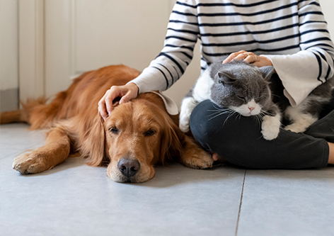Dogs and cats Image