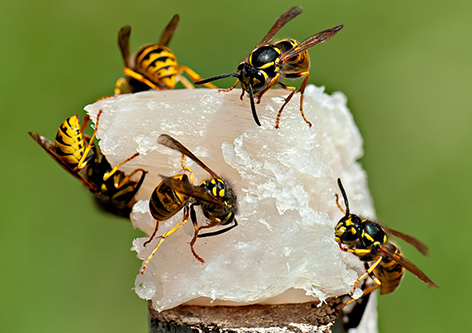 European wasps Image