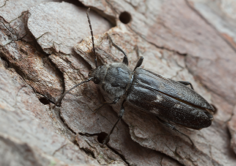 European house borer Image