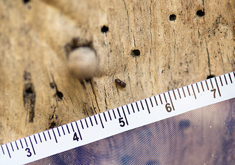 Polyphagous shot-hole borer Image