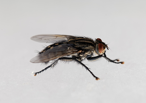 Flies and midges Image