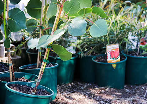 Plants and Trees to Residents Programs Image