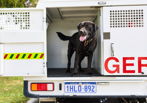 Lost and impounded animals Image