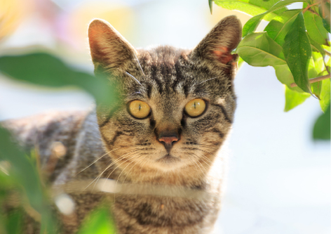 Nuisance cats and cat trapping Image