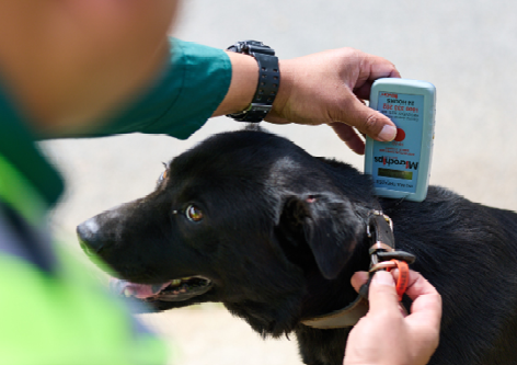 Pet registration Image