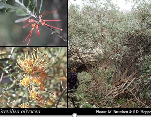 plant species samples