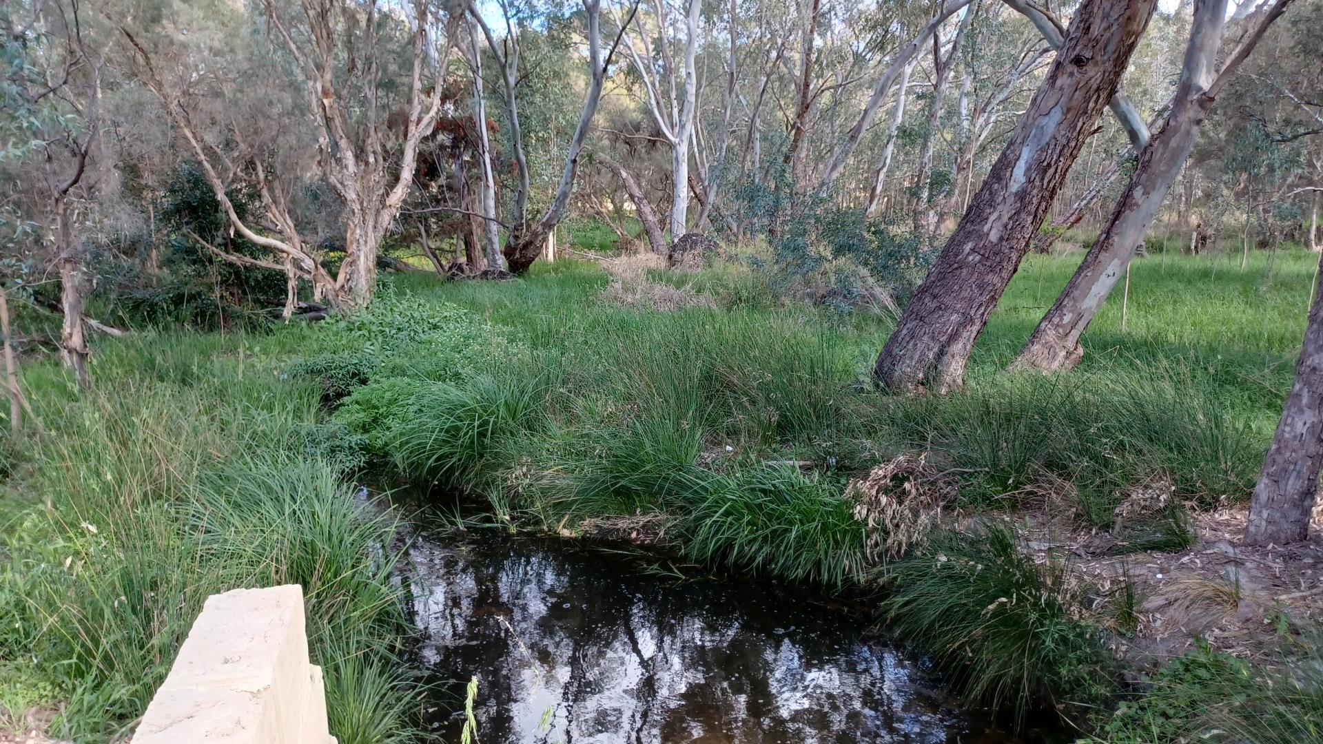 State funding to boost urban forest in Bindaring Park