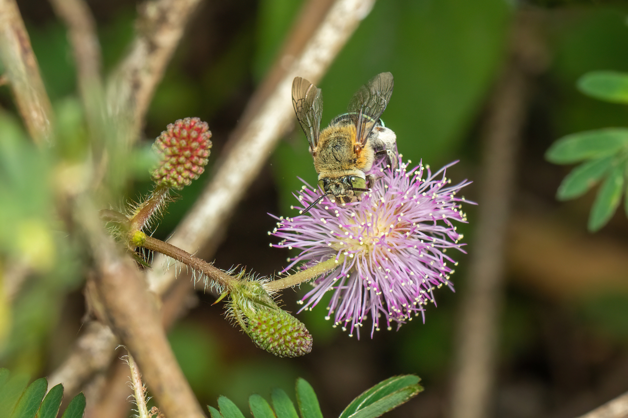 How to Construct a Habitat Garden Workshop