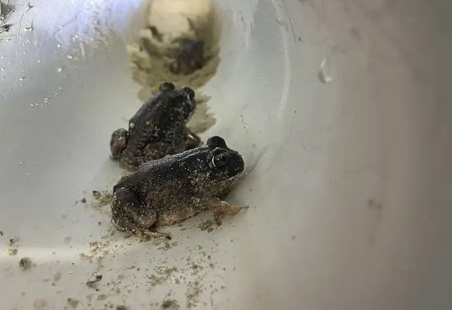 Fauna Night Walk at Mary Crescent Reserve