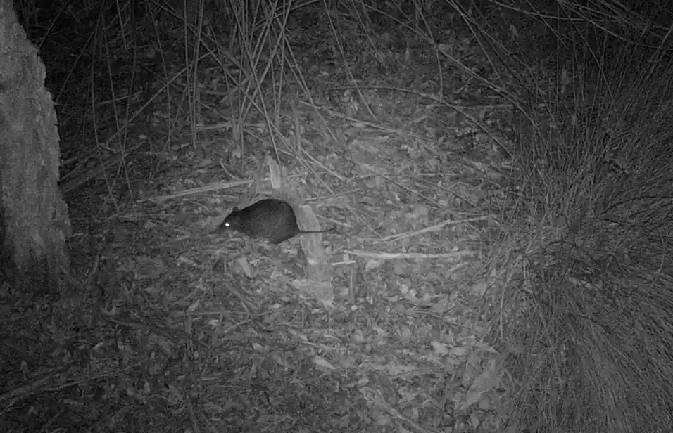 Fauna Night Walk at Bindaring Wetland