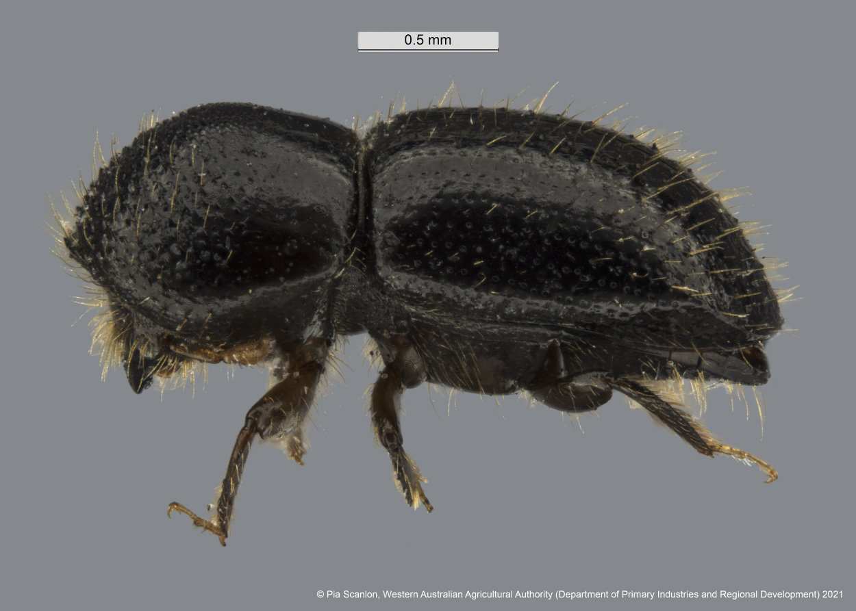 Polyphagous shot-hole borer quarantine expanded to include the Town of