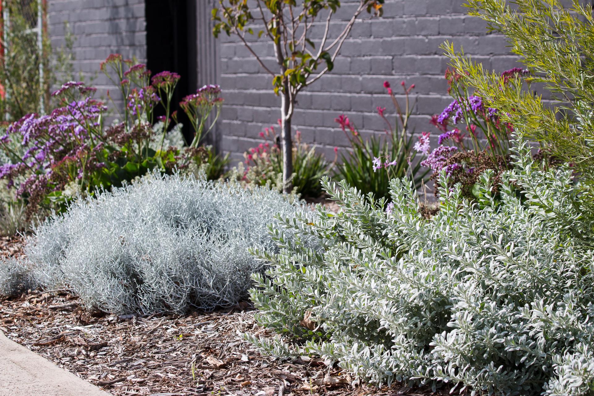 Plants to Residents and Verge Rebate Program for 2022