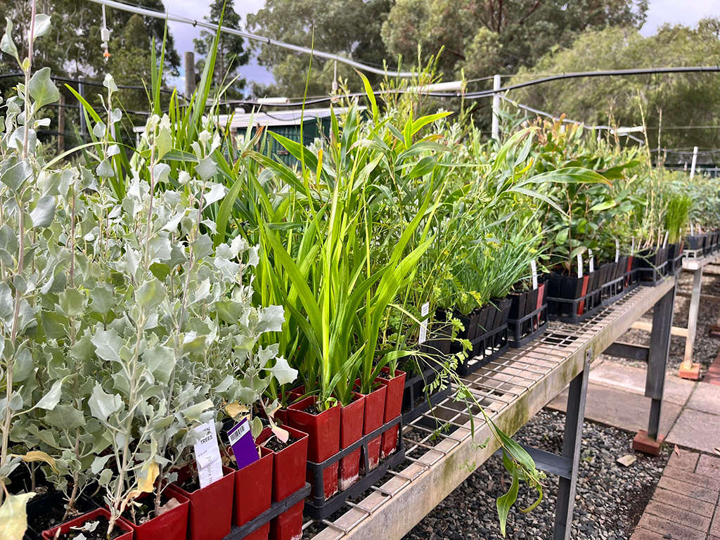 Plants and Trees to Residents Programs return for 2026