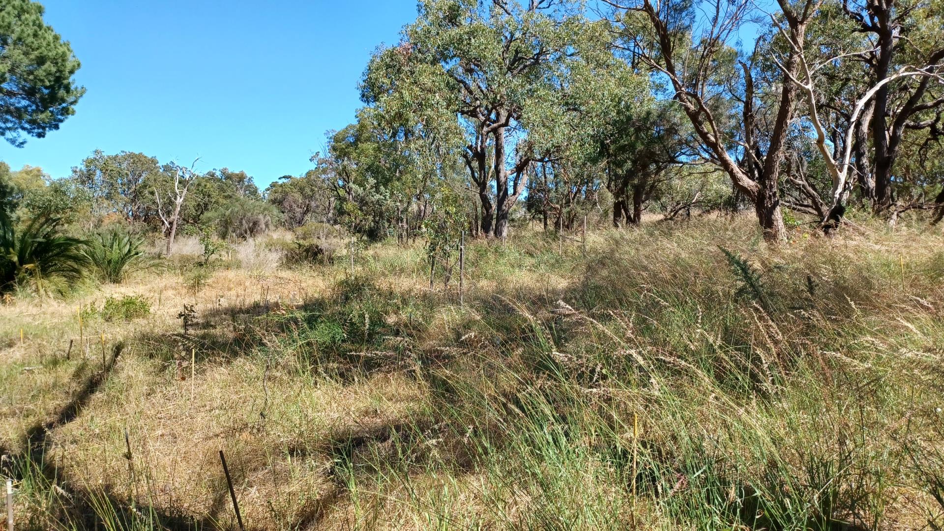Community Stewardship Funding secured for Success Hill Reserve