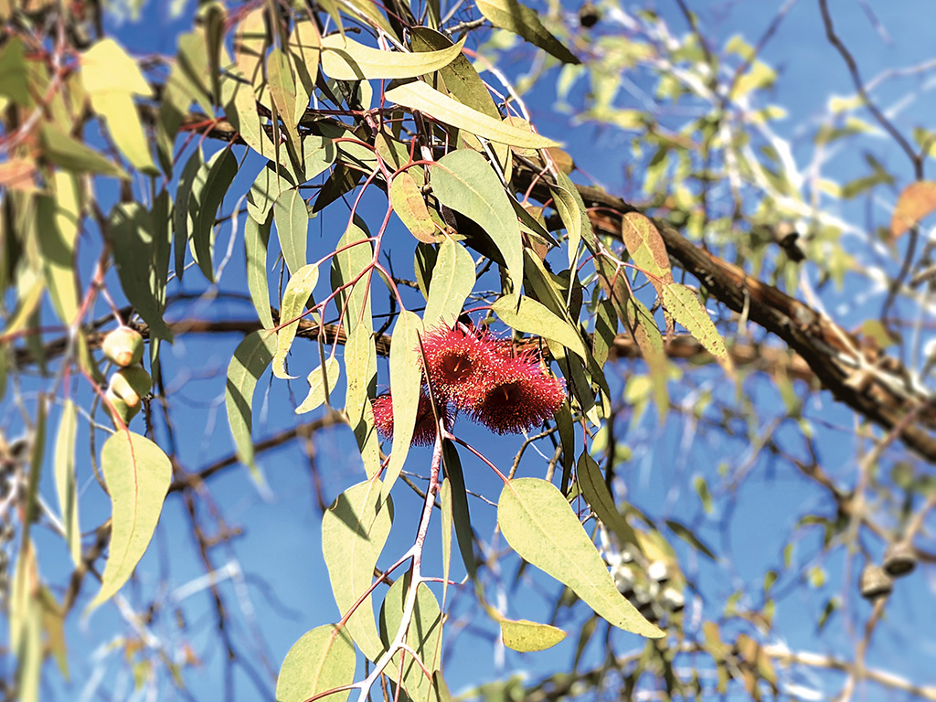 WA Tree Festival 2025