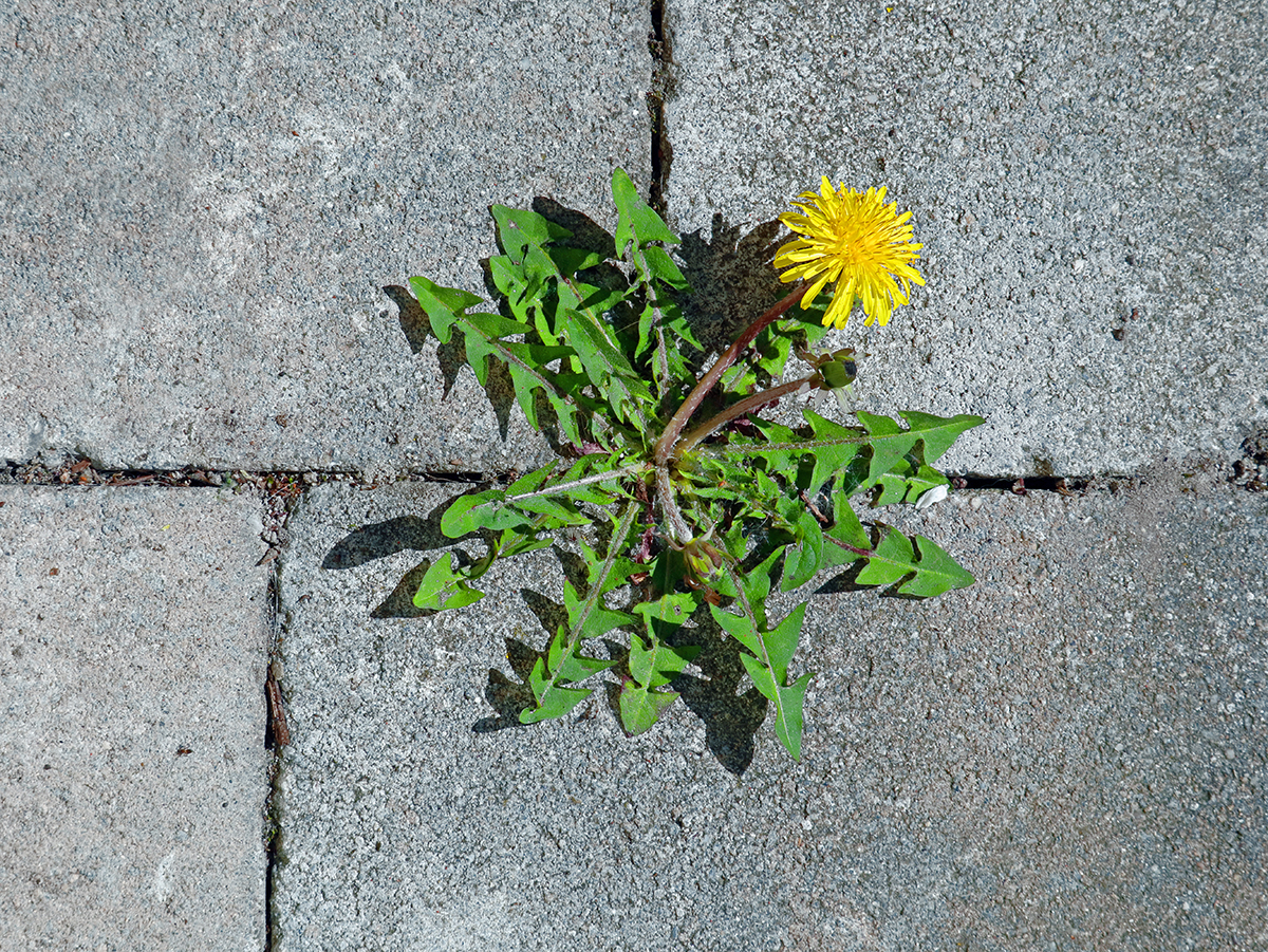 Changes to weed control treatment on Town of Bassendean local roads