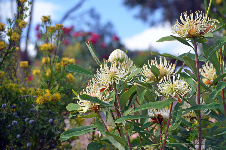 Get Ready to Green the Town of Bassendean