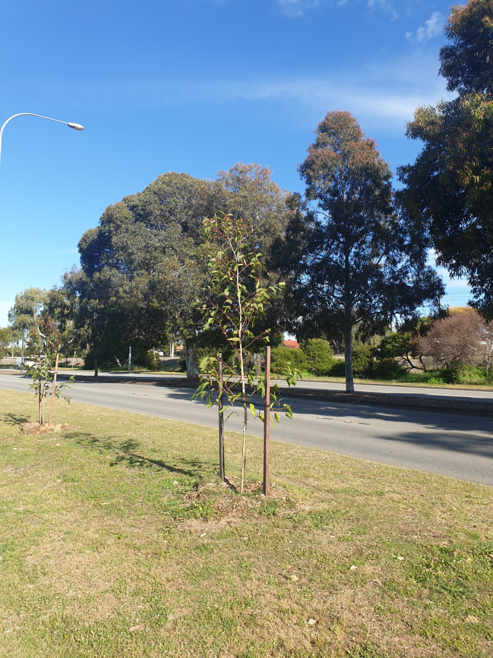 2025 Winter Tree Planting Program