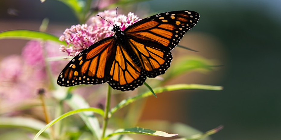 Butterfly Gardening Workshop