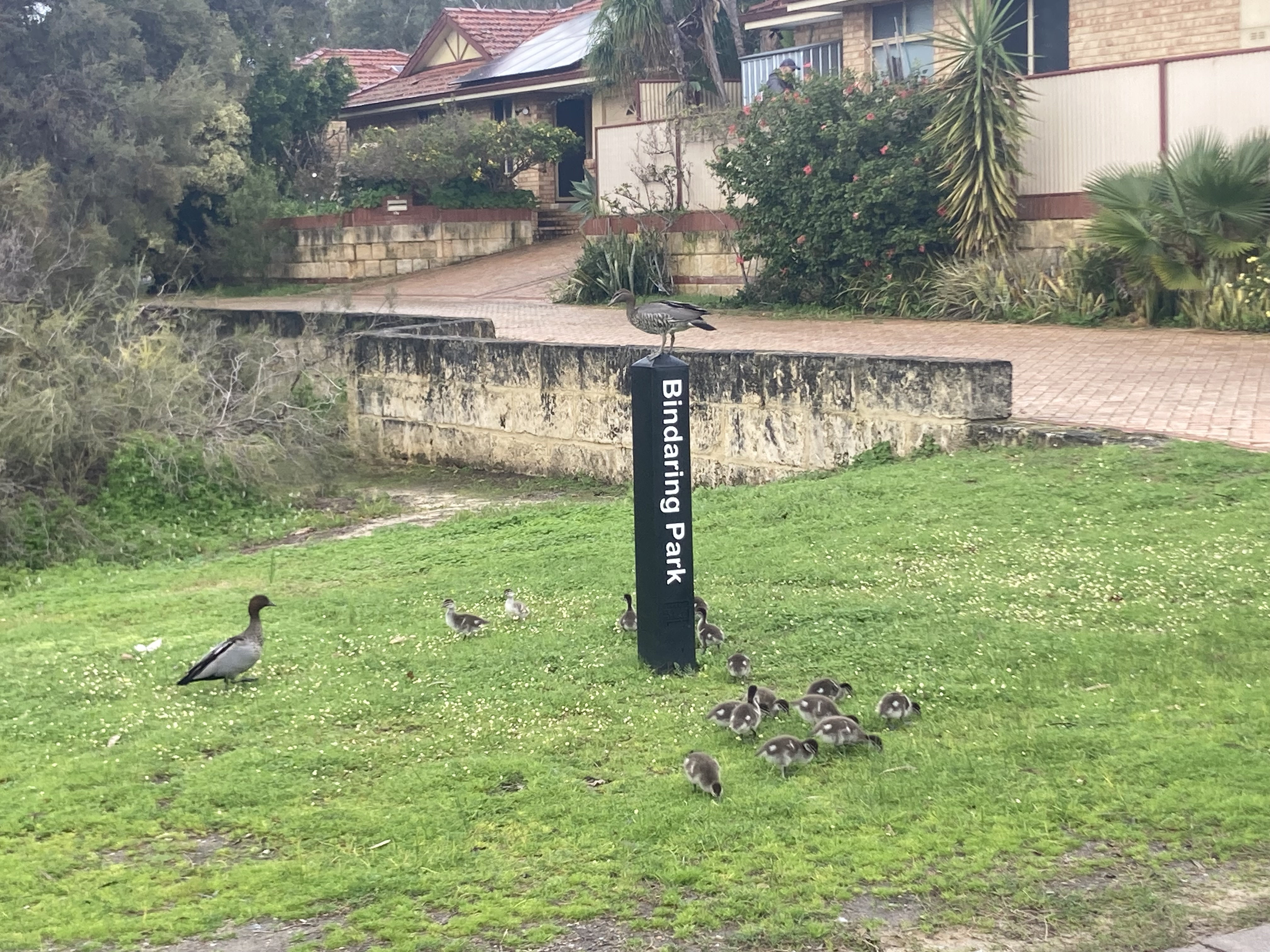 Keeping our birds safe in Town of Bassendean