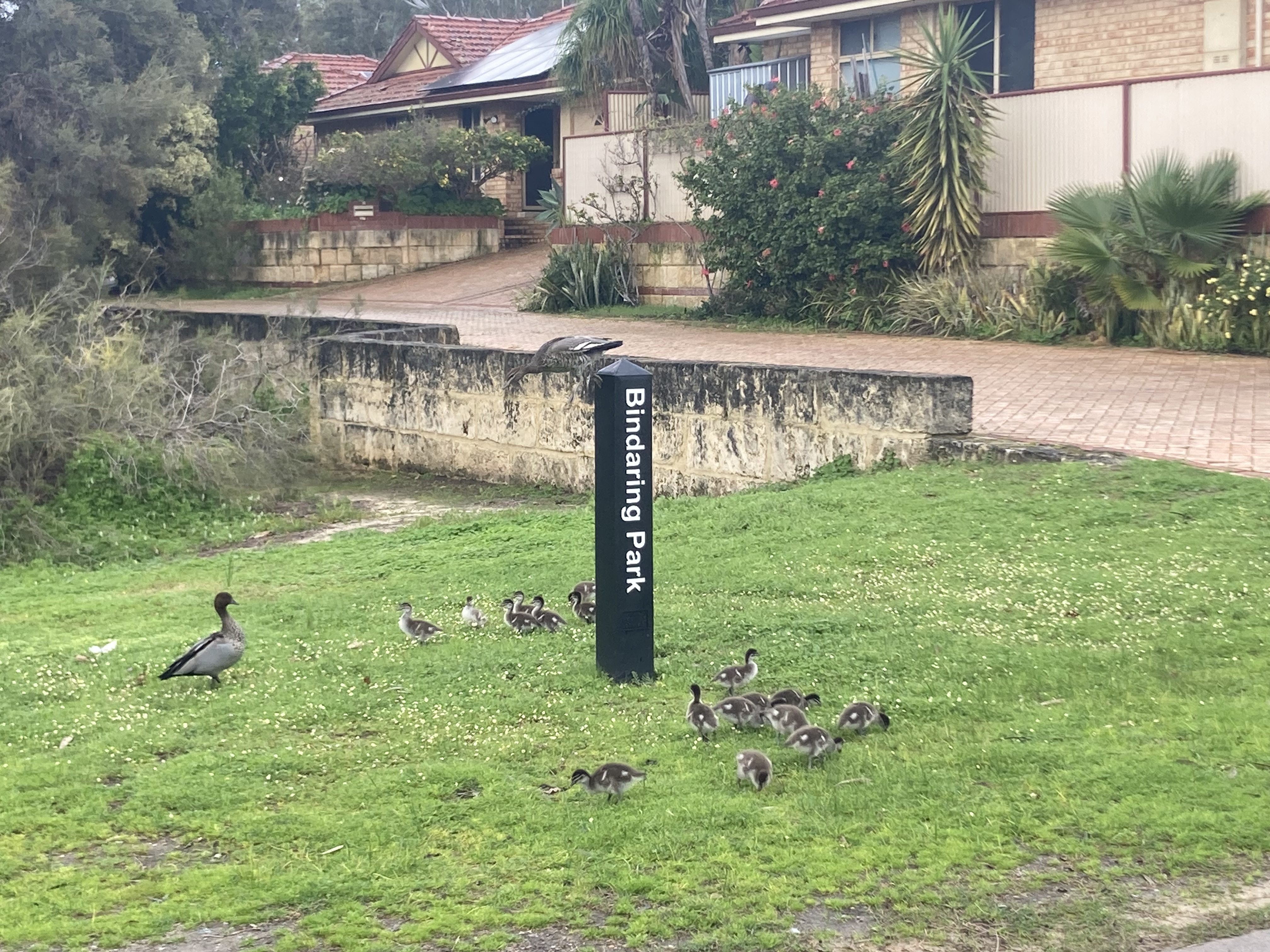 Fauna Walk - Bindaring Wetland