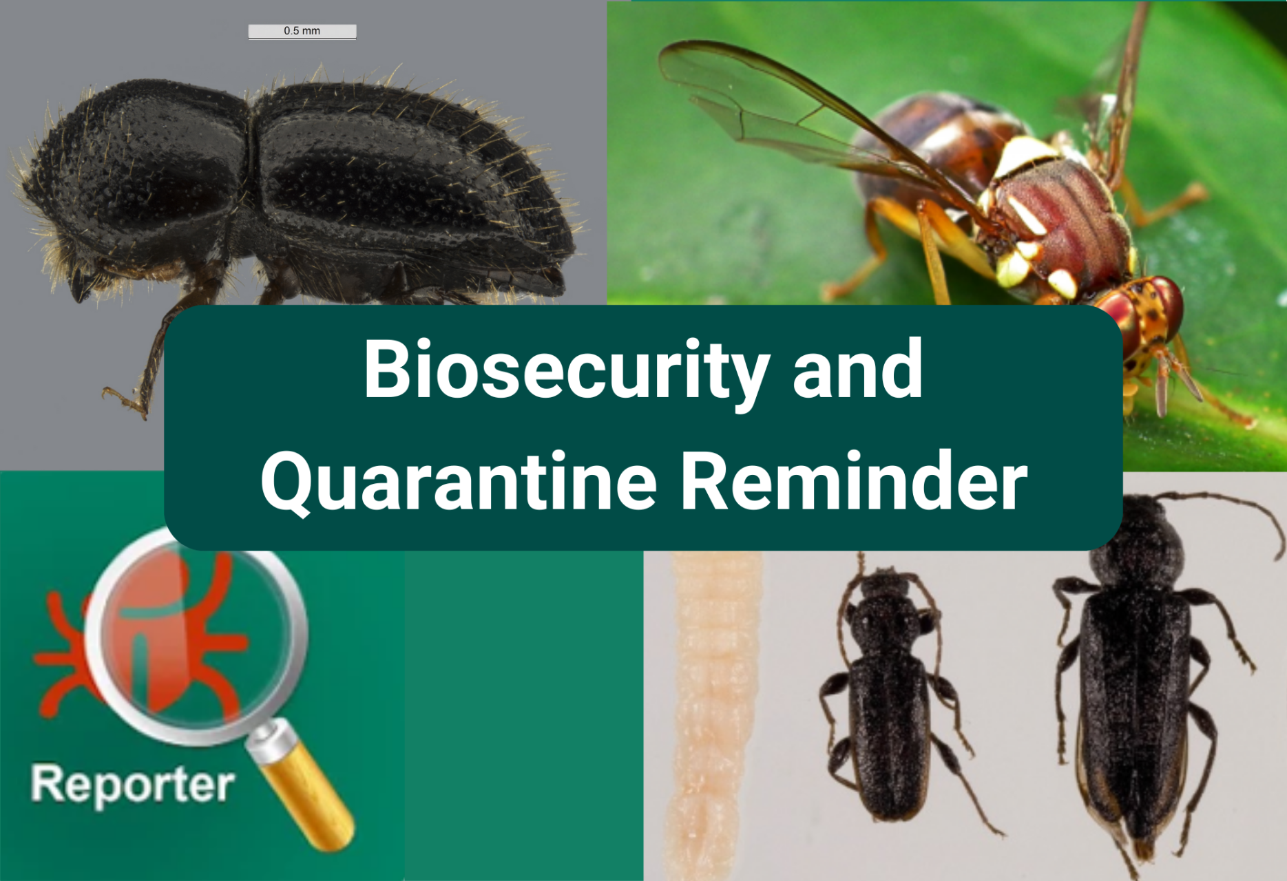 Biosecurity and Quarantine Reminder