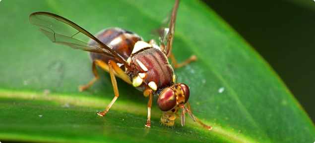 BIOSECURITY ALERT: Queensland Fruit Fly