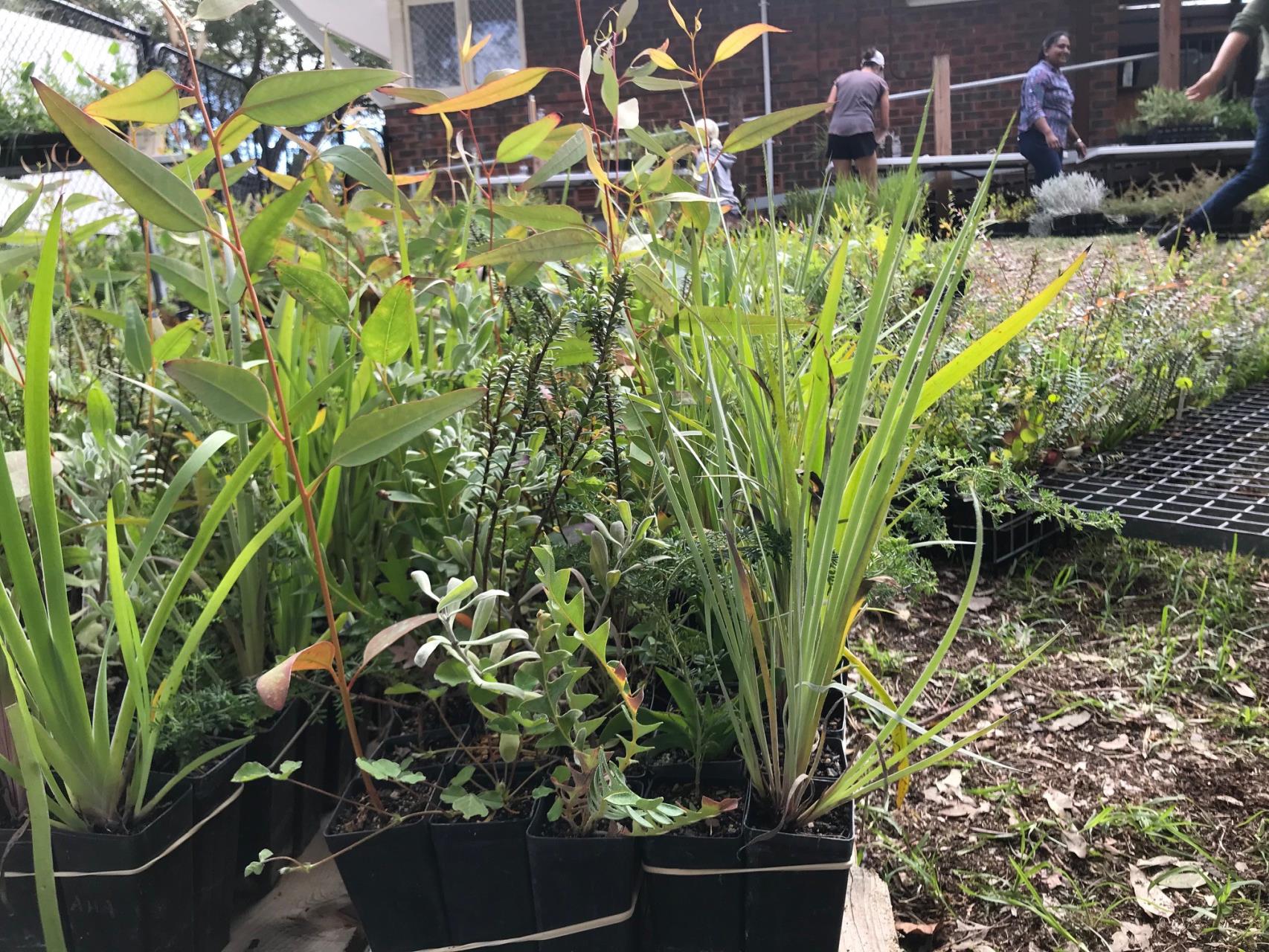 Plants to Residents 2022 Program